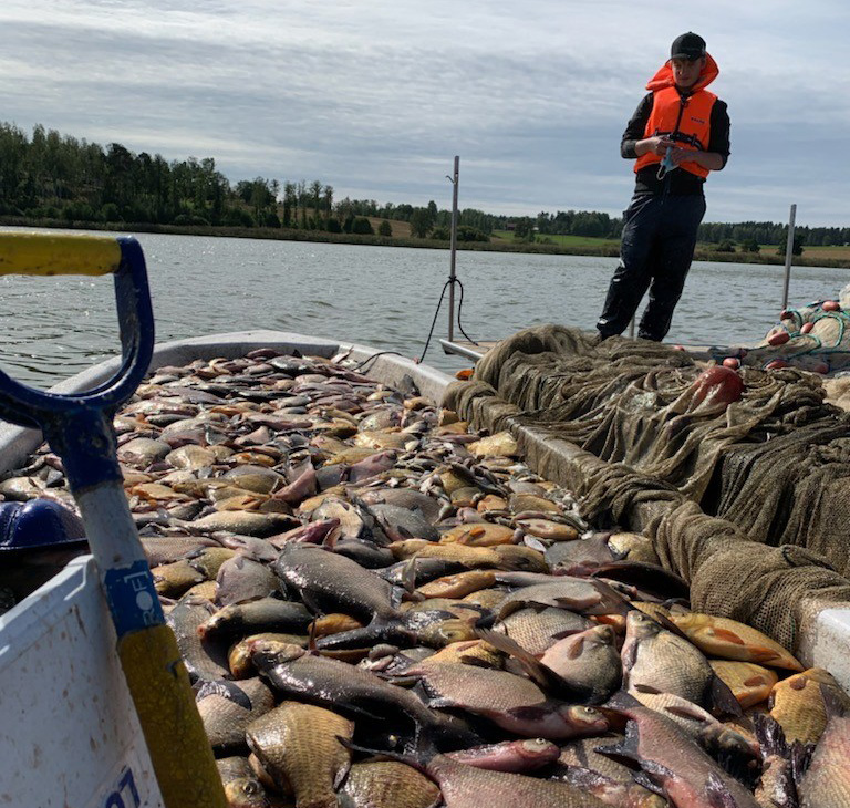 En person står framför en båt fylld med massor av vitfisk.